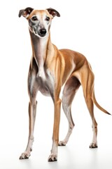 Obraz premium Hound dog greyhound mammal.