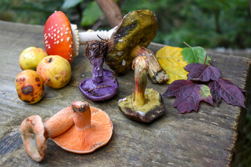 Сolorful mushrooms (orange Lactarius, purple Lepista nuda,  Red fly agaric, green Xerocomus ) and colorful autumn leaves on a wooden surface.