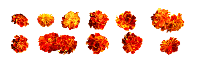 Marigold Diwali. Indian flower marigold flowers. marriage, festivals traditional. isolated set