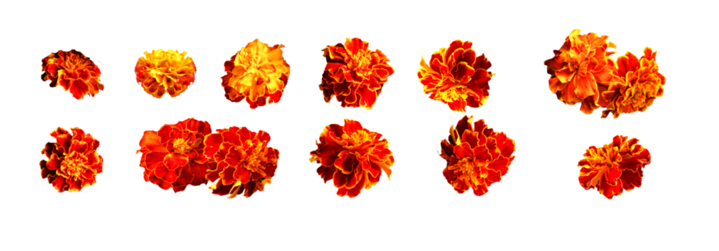 Marigold Diwali. Indian flower marigold flowers. marriage, festivals traditional. isolated set