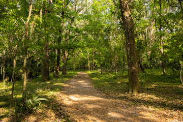 Section of the Bolen Bluff Trail in Payne's Prairie Preserve State Park near Gainesville, Florida