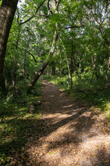 Section of the Bolen Bluff Trail in Payne's Prairie Preserve State Park near Gainesville, Florida