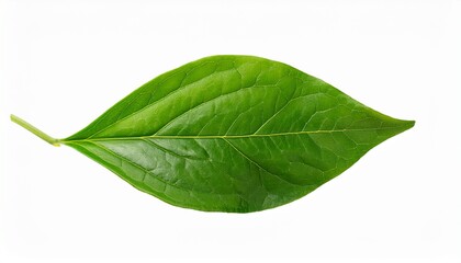 jasmine leaves isolated on white background design element for creating postcards collages botanical compositions levitations