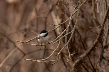 Black-capped Chickadee perched on a tree branch