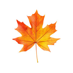 Fototapeta premium Maple leaf png