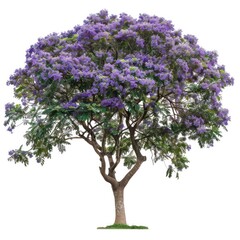 Fototapeta premium Vibrant jacaranda tree blossoms