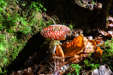 Red fly agaric (Amanita muscaria) in autumn leaves close-up on the forest floor.