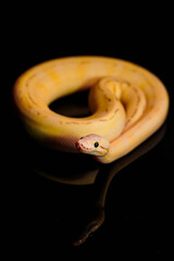 Captivating ball python with golden hues, coiled gracefully on a dark background. A must-have image for reptile fans and stock buyers.