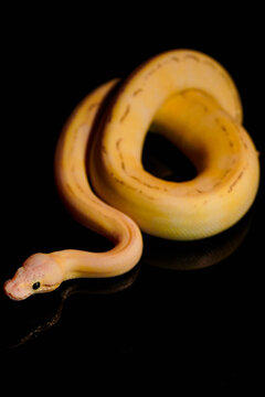 Captivating ball python with golden hues, coiled gracefully on a dark background. A must-have image for reptile fans and stock buyers.