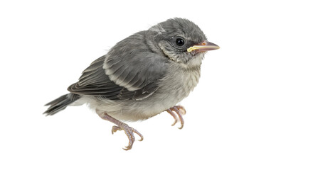 Isolated Small Gray Bird