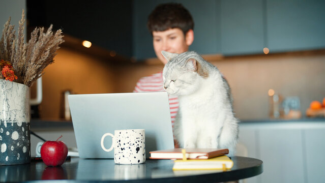 Camera view of charming fluffy cat rubbing his muzzle against laptop screen. Obedient animal sitting on table near his owner. Busy woman working with laptop while her lovely pet wanting to play.
