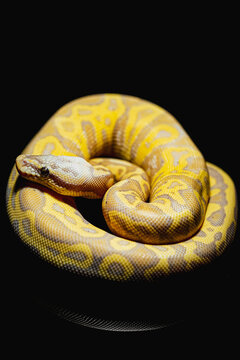Close-up of a stunning ball python, showcasing intricate markings and smooth scales. Ideal for exotic pet and nature photography projects.