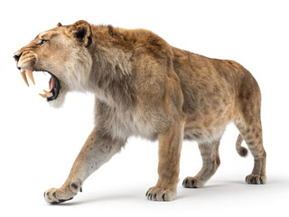 Saber-toothed lion isolated on white background