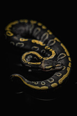 Mesmerizing ball python with stunning golden markings on a black background. Perfect for wildlife photography, reptile lovers, and exotic pet content. High-quality close-up shot full of detail.