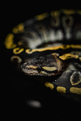 Mesmerizing ball python with stunning golden markings on a black background. Perfect for wildlife photography, reptile lovers, and exotic pet content. High-quality close-up shot full of detail.