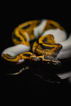 Elegant ball python with striking golden patterns on a deep black backdrop. A perfect shot for reptile lovers and wildlife enthusiasts.