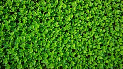 a close up of a green plant with leaves on it