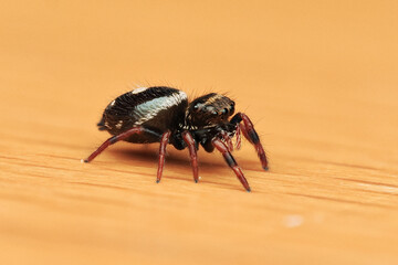 Phidippus regius L3 (bébé, troisième mue)