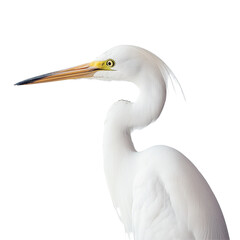 Fototapeta premium Lonely white egret standing gracefully against a minimalistic Transparent background highlighting its elegance and beauty, Closeup a lonely white egret on a PNG background