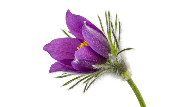 Isolated Purple Pasque Flower
