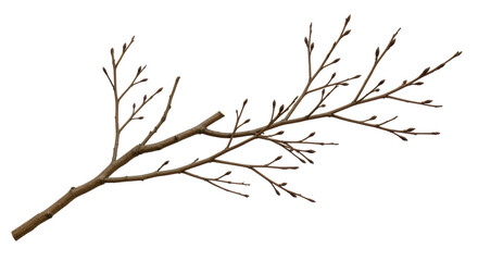Isolated Tree Branch Without Leaves