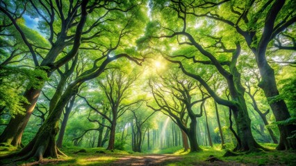 Sunlit Canopy Path Through Lush, Verdant Forest With Ancient Trees