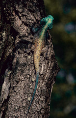 Agama on a tree