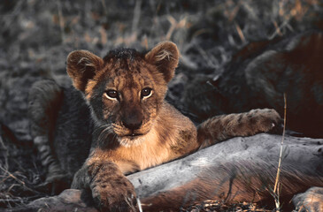 lion cub in the wild
