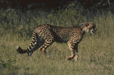 cheetah in the grass