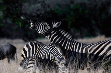 zebra in the wild