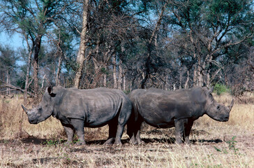 Fototapeta premium white rhino in the wild