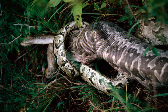 African python swallowing a scrub hare