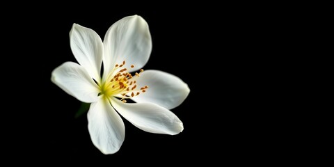 Fototapeta premium A single, fragile white blossom, petals softly illuminated against a stark black backdrop, flower photography, light