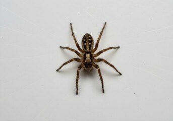 A single spider on white background