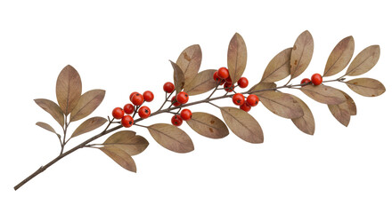 Isolated Winter Berries Branch
