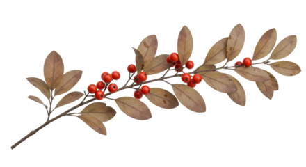 Isolated Winter Berries Branch