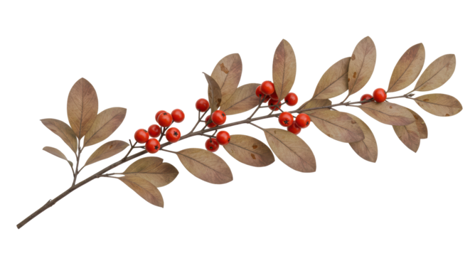 Isolated Winter Berries Branch