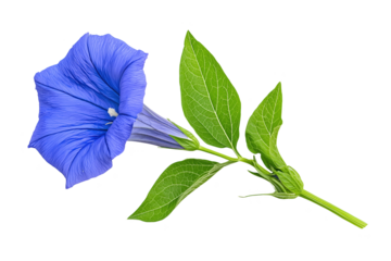 Blue morning glory flower with green leaves