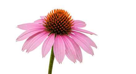 Isolated Pink Coneflower on White Background