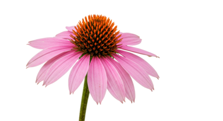 Isolated Pink Coneflower on White Background