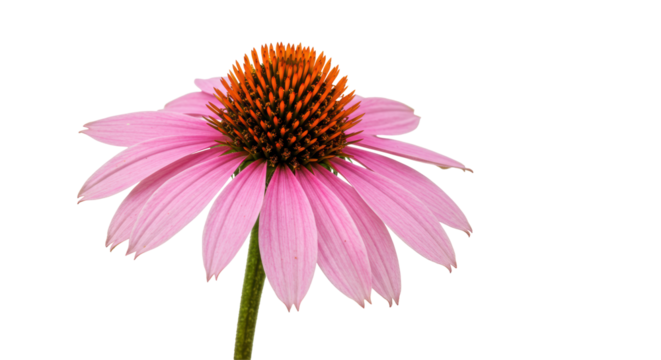 Isolated Pink Coneflower on White Background