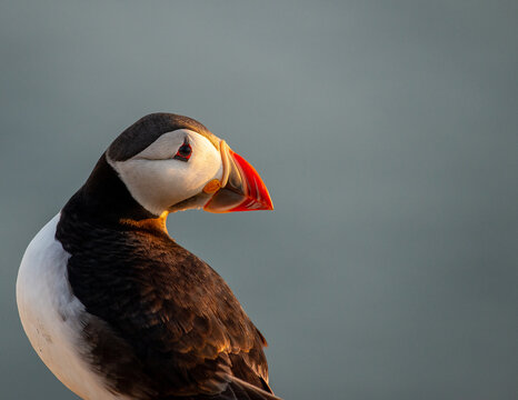 Atlantic Puffin on an island in Scotland