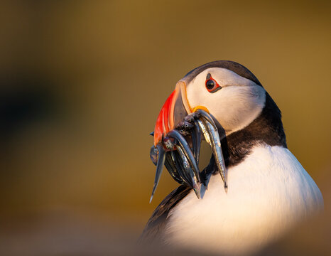 Atlantic Puffin on an island in Scotland