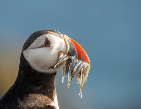 Atlantic Puffin on an island in Scotland