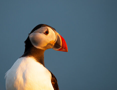 Atlantic Puffin on an island in Scotland