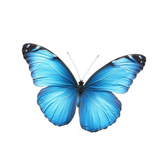 Obraz premium Bright blue butterfly on a white background showcasing vibrant colors and delicate features, Blue butterfly isolated on white background