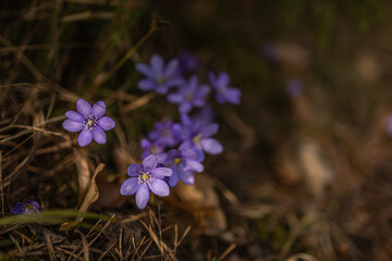 Small purple flowers blossom in March close-up. Hepatica Nobilis or Anemone Hepatica in a spring forest in Latvia