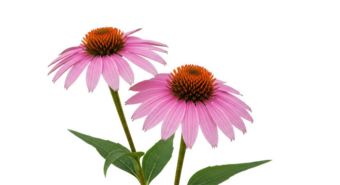 Isolated Purple Coneflower Flowers