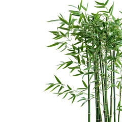 Naklejka premium Closeup view of isolated bamboo bushes with vibrant green leaves against a Transparent background, Closeup view isolated bamboo bushes on PNG background