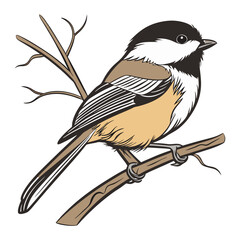 chickadee on white background.
